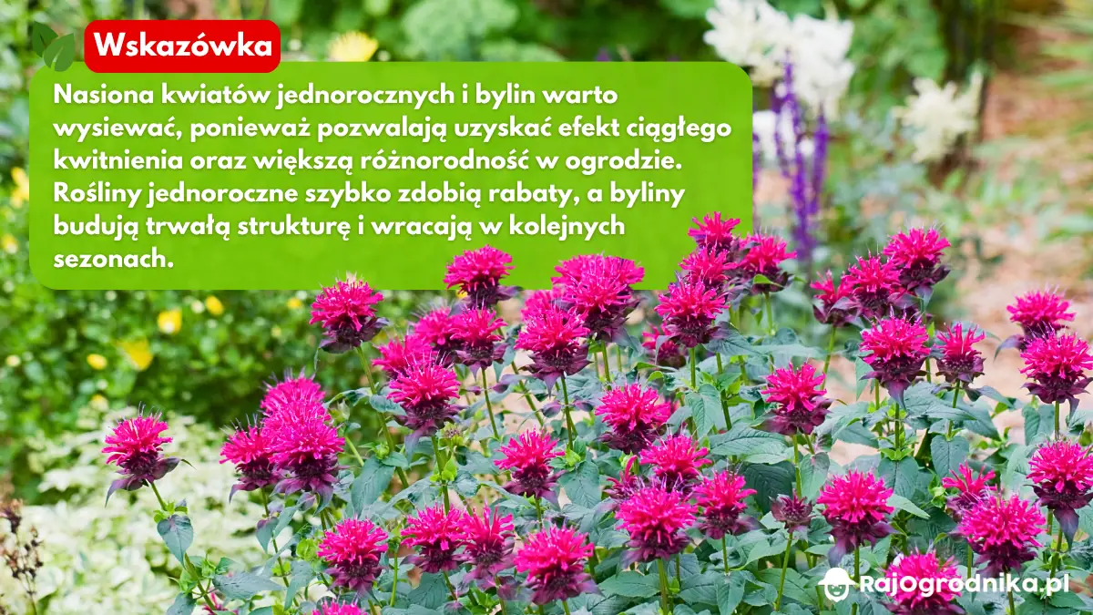 Nasiona-kwiatów-do-ogrodu-blog-sklep-rajogrodnika